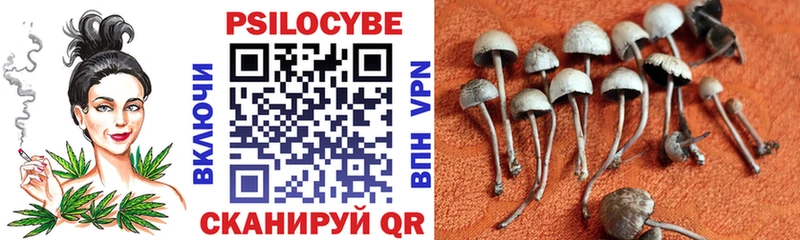 купить закладку Чернушка Псилоцибиновые грибы MAGIC MUSHROOMS